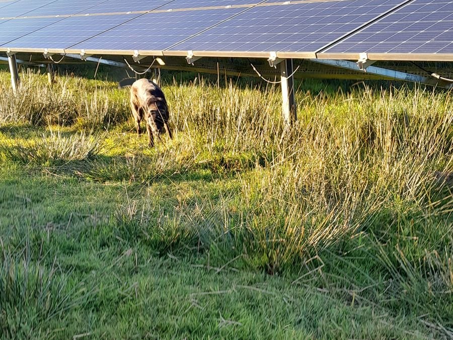 Panneaux photovoltaïques avec pâturage ovin en sous-face
